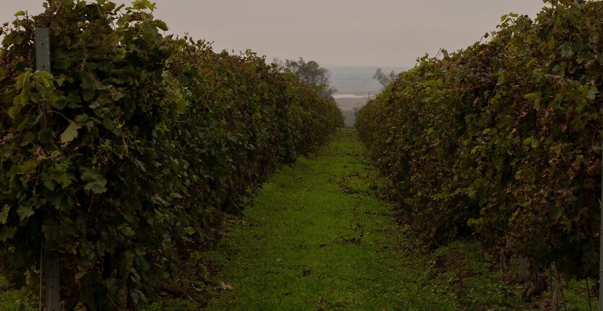 Анастасия Сичевая винный гид